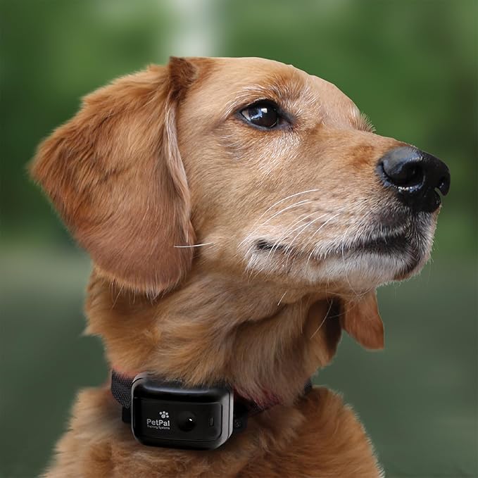 DT SYSTEMS CC360 Canine Coach 360 Waterproof Adjustable Remote Dog Training E-Collar, 360-Yard Range, 15 Stimulation Levels & Beeper, Charger Included