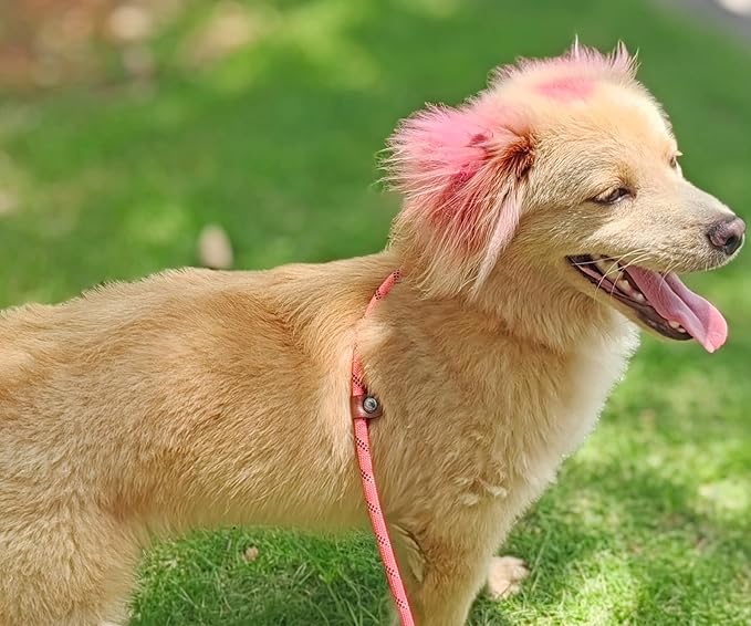 Slip Lead Dog Leash, 1/4" x 5ft No Pull Slip-on Training Leash for Small and Medium Dogs (Pink, 1/4" x 5Ft)