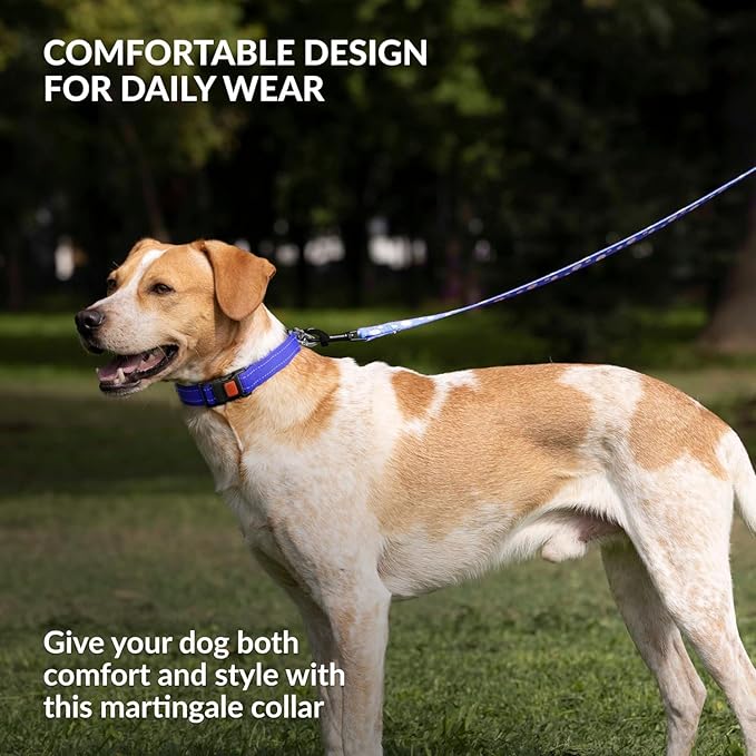 CollarDirect Martingale Dog Collar with Stainless Steel Chain and Quick Release Buckle - Reflective Collar for Large, Medium, Small Dogs - Blue, Medium (Neck Size 14"-17")