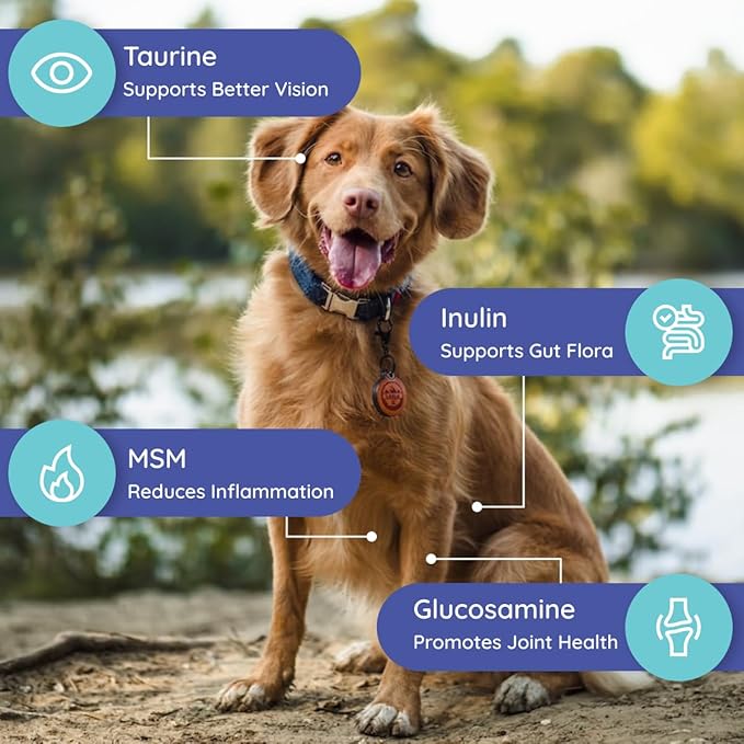 Dog Electrolytes and Joint Supplement | Glucosamine, Chondroitin & MSM for Inflammation and Mobility Support | Electrolytes for Dogs with Prebiotics | Unflavored | 16 Packets