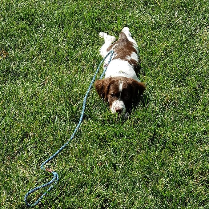 Slip Lead Dog Leash, 1/4" x 5ft No Pull Slip-on Training Leash for Small and Medium Dogs (Red)