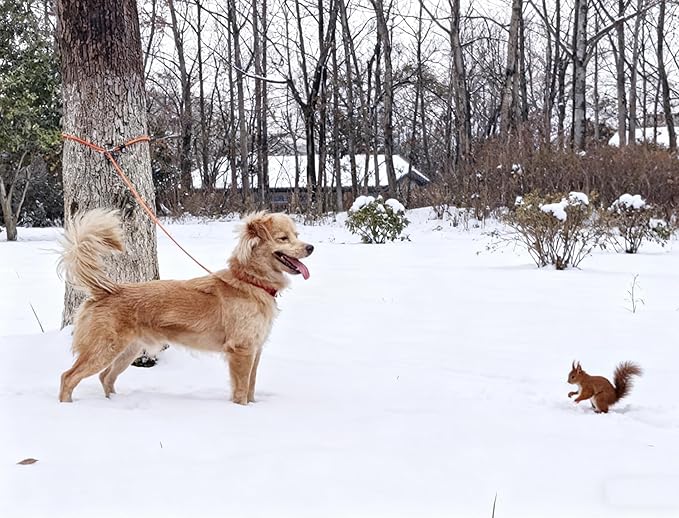 65FT Tie Out Rope Dog Lead, 3/8" Thick Nylon Check Cord Long Dog Tether for Medium Large Dogs Outdoor Playing Camping Backyard of Leash Training Tie Down (Orange)