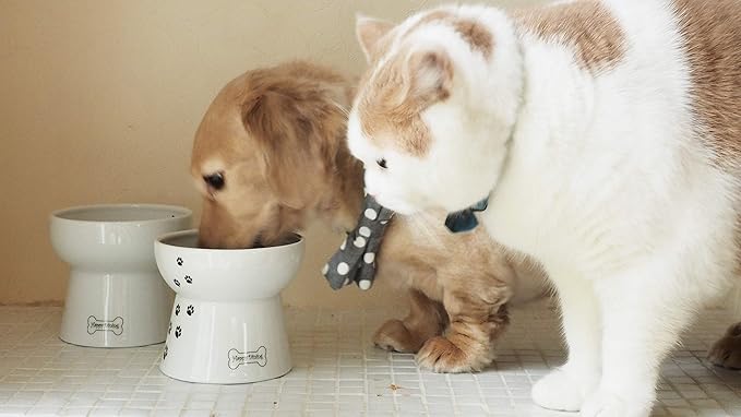Necoichi Raised Dog Water Bowl, Elevated, for dogs and cats, pets feeding feeder Non-slip for small dogs Dishwasher and Microwave Safe, No.1 Seller in Japan! (Dog, Water Bowl)