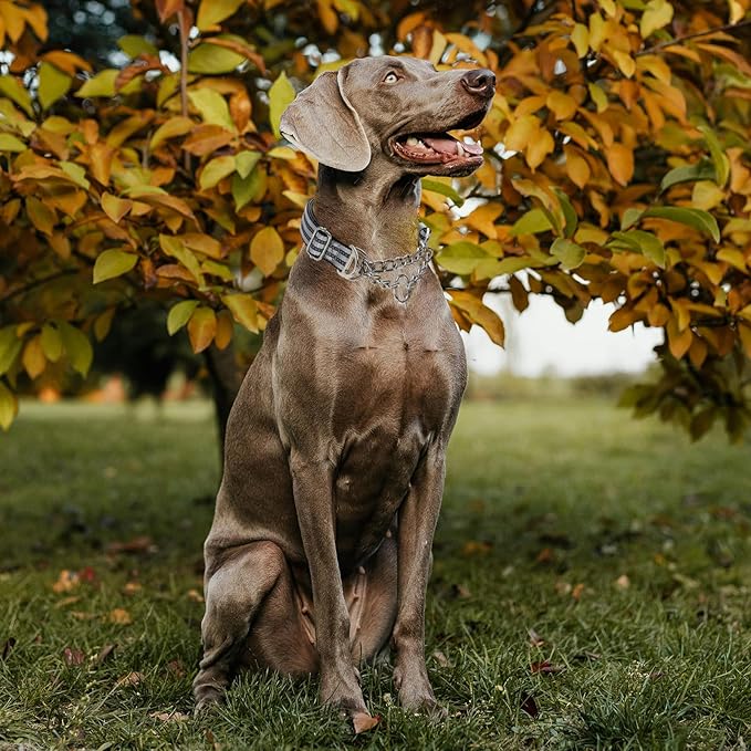 Reflective Martingale Collar for Dogs with Soft Padded Strap with Durable Chain- Adjustable No-Pull Training Collar,Great for Training, Walking, Hunting (Silver L)