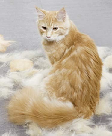 Wenko 80970900 3 in 1 Pet Cat Dog Grooming Brush Set of 4