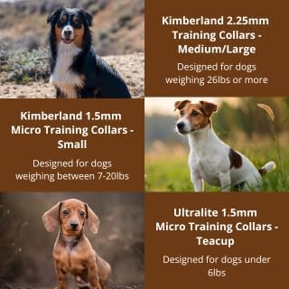 Kimberland Collars Buckle 1.5mm Stainless Dog Training Collar for Small Breeds | 8'' Prong Collar for Dogs 7-20lbs | No-Pull Collar | Dog/Puppy Training & Behavior Aid