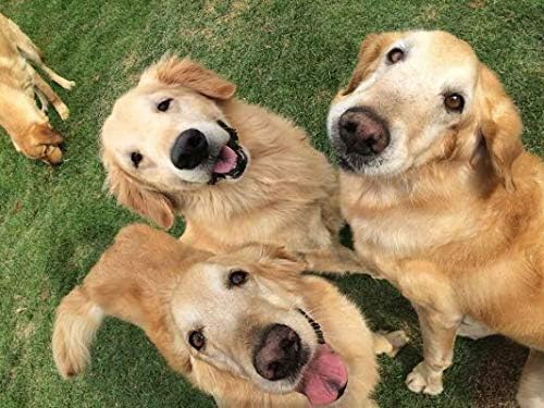 Dog Immunity Boost - Dog Immune Support - Booster - Healthy PET - Supplement - red Clover Dogs - 60 Treats (1 Bottle)