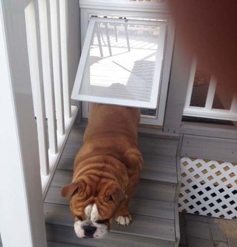 Security Boss Door Mounted Screen Dog Door - for Swinging and Sliding Screen Doors - Pet Door for Large Dogs and Small Cats Alike - Durable Aluminum Frame - Scratch Resistant Screen