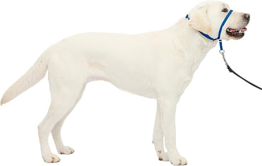 PetSafe Gentle Leader Headcollar No-Pull Dog Collar - Helps Improve Walks - Durable Nylon Construction - Padded Nose Loop - Adjustable Fit - Comfort Walking Halter - Large, Royal Blue