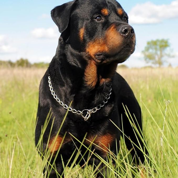 Choke Collar for Dogs, Metal Dog Chain Collar, Slip Link Training Puppy Collars for XS Small Medium Large Breed Dogs, Silver M