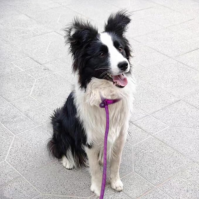 7ft Slip Lead Dog Leash for Small Dogs, Anti-Pull Puppy Training Lead, Lightweight Slip Rope Leash Easy On/Off, Purple