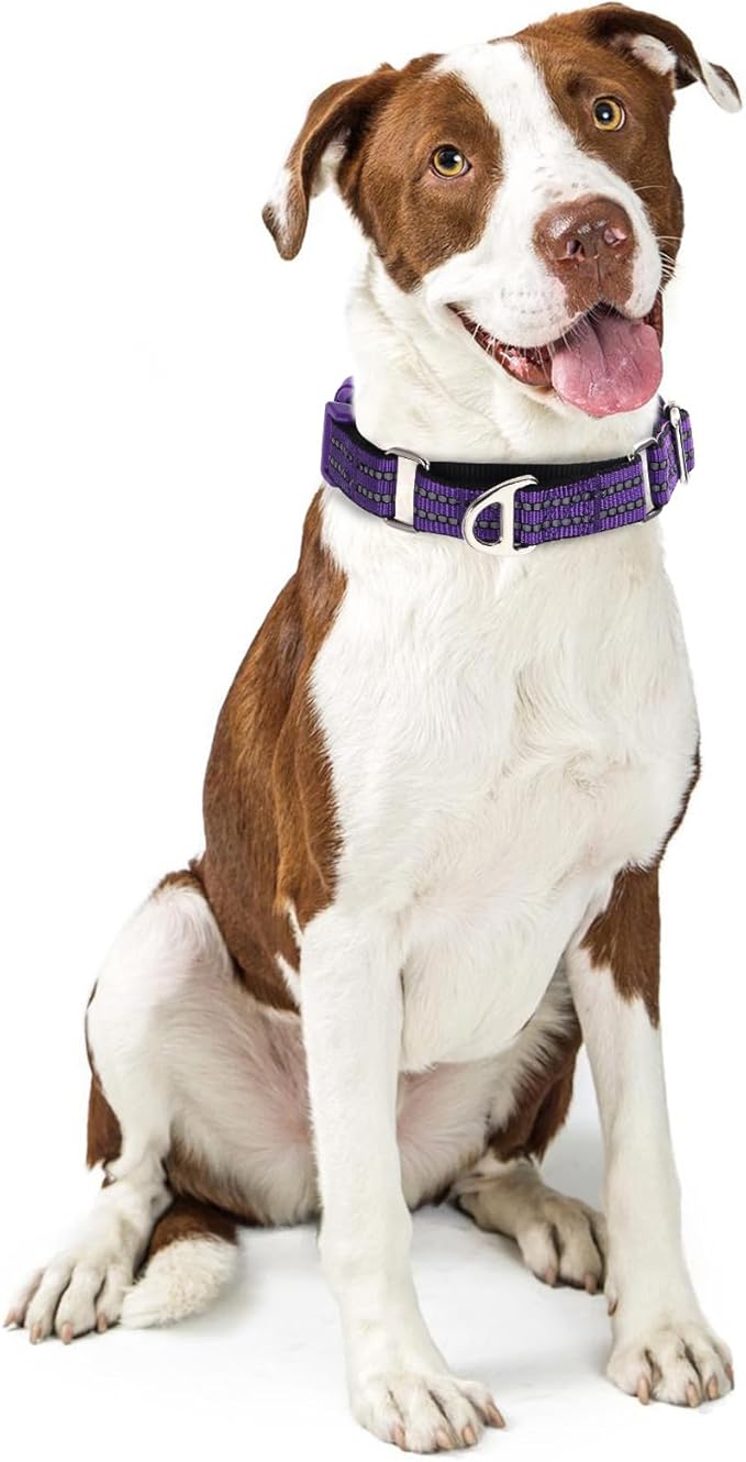 Martingale Collar for Dogs - Reflective Nylon with Padded Comfort & Quick Release Buckle - No Slip Choke Heavy Duty Collar for Safe Training, Walking & Nighttime Use Purple S