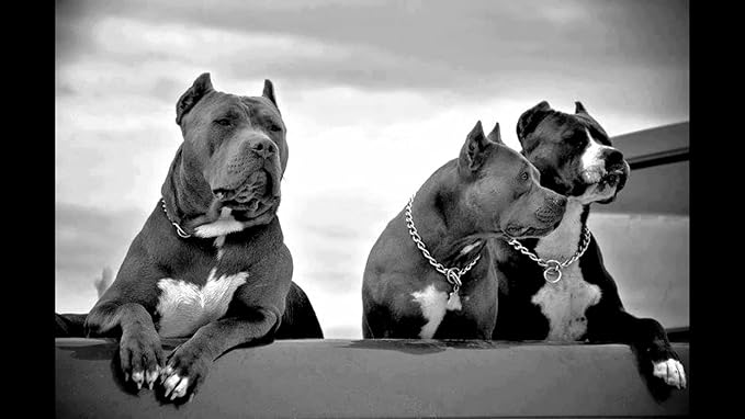 Choker Collar for Dogs, 304 Stainless Steel Metal Slip Link Dog Collar Heavy Duty Choke Collar, for Training Martingale Puppy Collars for Small Medium Large Big Dogs, Silver, S