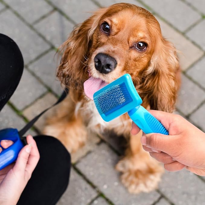 Fancy Pets Dog Card Medium Blue