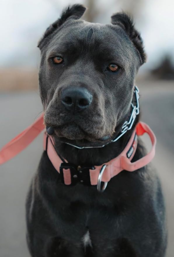 Boss Dog Tactical Collar, Pink, Large