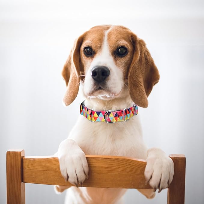 Martingale Collar for Dogs, Colorful Triangle Design Dog Collar for Small Medium Large Dogs, Adjustable Heavy Duty Dog Collars for Training, Walking, Hunting (M)