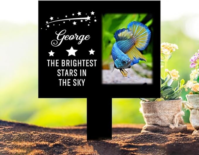 Personalized Fish Memorial Stake Custom Fish Photo The Brightest Stars in The Sky Metal 12x12 inch Pet Grave Marker Fish Loss Gift Sympathy Gift for Fish Lover (Style 2)