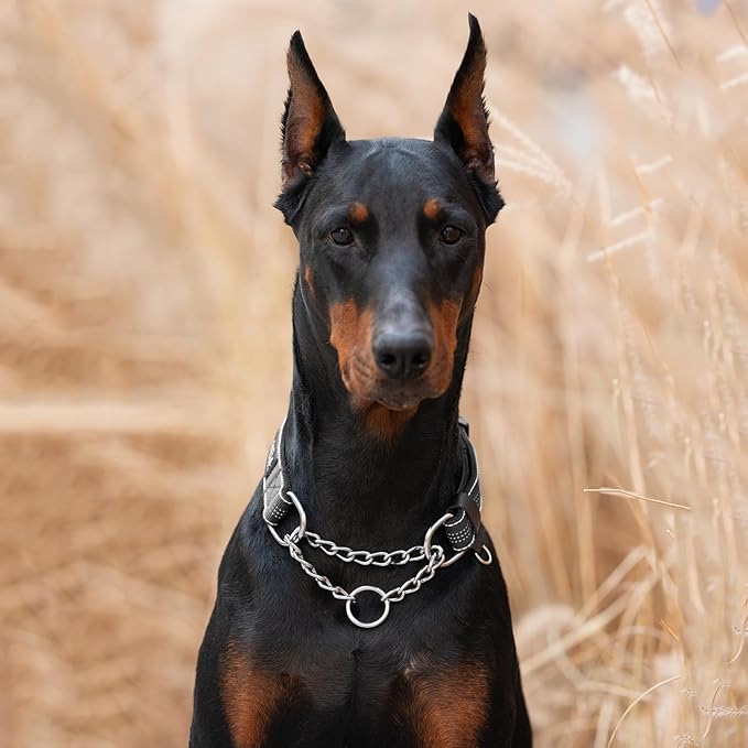 ANDA Martingale Collar for Dogs, Adjustable with Reflective Stainless Steel Chain, No-Pull Escape-Proof Training Collar for Medium and Large Breeds (Black, Medium)