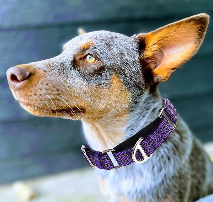 Martingale Collar for Medium Dogs with No Buckle,Reflective Nylon Padded Comfort Safe Dog Collar for Training,Nighttime Walking & Overexcited Pulling Control Dogs,Purple M