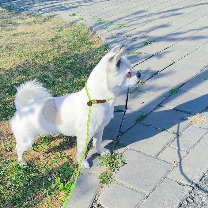 7ft Slip Lead Dog Leash for Small Dogs, No Pull Puppy Training Lead, Lightweight Sturdy Pet Slip Rope Leash, Green