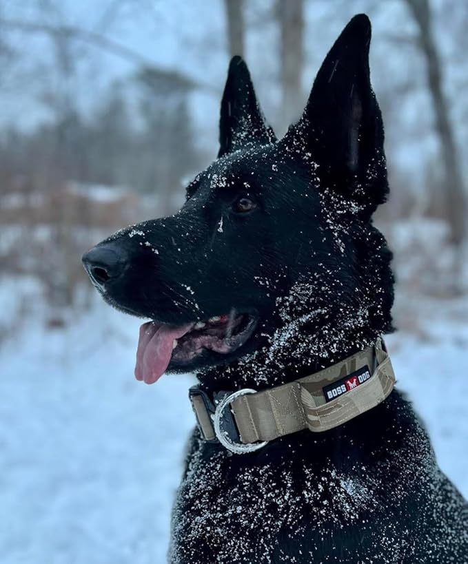 Boss Dog Tactical Collar, Tan Camo, Small