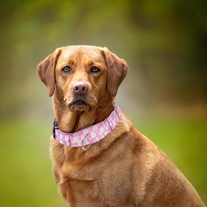 Martingale Collar for Dogs, Pink Daisy Flowers Martingale Dog Collar Adjustable Premium Collar with Quick-Release Buckle, Perfect Girl Collar for Training, Walking, Hunting (S)