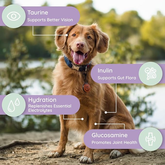 Dog Electrolytes and Joint Supplement | Glucosamine, Chondroitin & MSM for Inflammation and Mobility Support | Electrolytes for Dogs with Prebiotics | Unflavored | 16 Packets