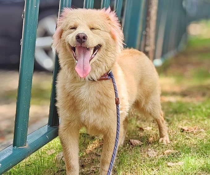 Slip Lead Dog Leash, 1/4" x 5ft No Pull Slip-on Training Leash for Small and Medium Dogs (Pink, 1/4" x 5Ft)