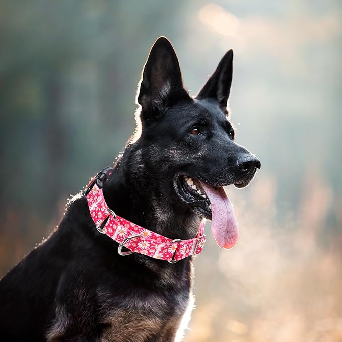 Martingale Collar for Dogs, Rose Daisy Flowers Dog Collar for Small Medium Large Dogs, Adjustable Girl Dog Collars with Quick-Release Buckle for Training, Walking, Hunting (L)
