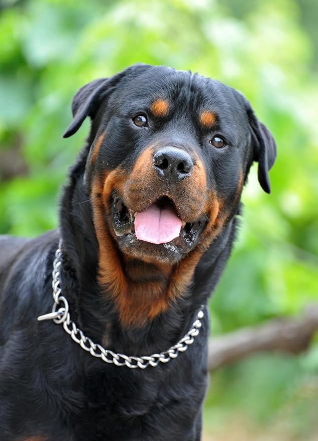 Choker Dog Collars,Metal No Pull Collar Training Chain Choke Collars for Dog for XS Small Medium Large Boys Girls Dogs (Silver,S