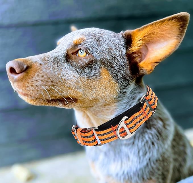 Martingale Collar for Dogs, Reflective Nylon No Pull Choke Collar with Padded Comfort, Metal D-Ring & No Buckle for Training, Walking & Overexcited Pulling Control-Orange M