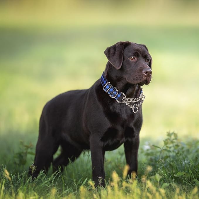 Stainless Steel Chain Martingale Collar for Dogs, No Pull Slip Cinch Choker Choke Collar Training Escape Proof Heavy Duty Dog Collar for Small Medium Large Pet Boy Male Dogs, Blue Plaid XL