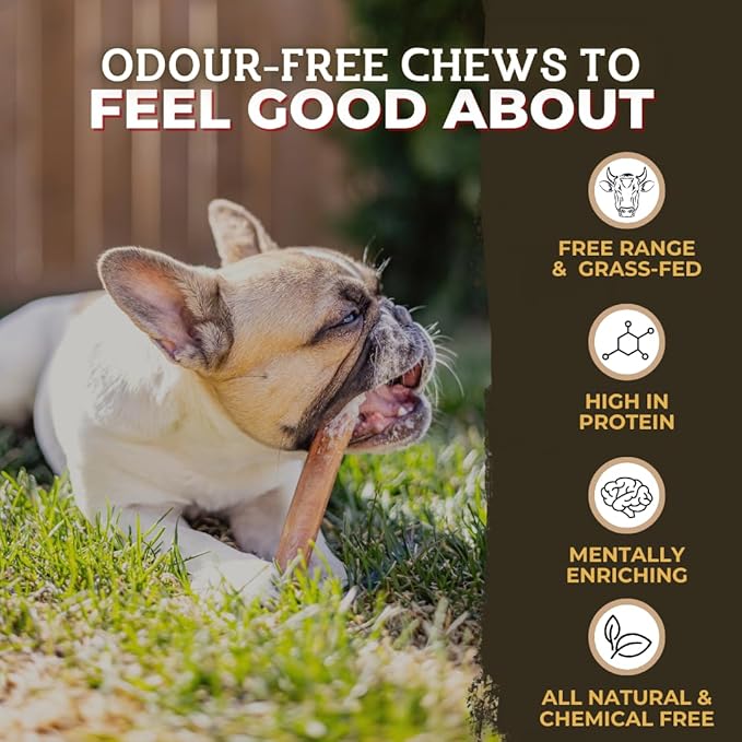 Bully Bunches All Natural 6" Standard Braided Bully Sticks - Odour Free, Rawhide Free, Chemical Free - Safe, Long Lasting Thick Beef Dog Chews - Fully Digestible Treat for Small and Medium Dogs, 5 Pk