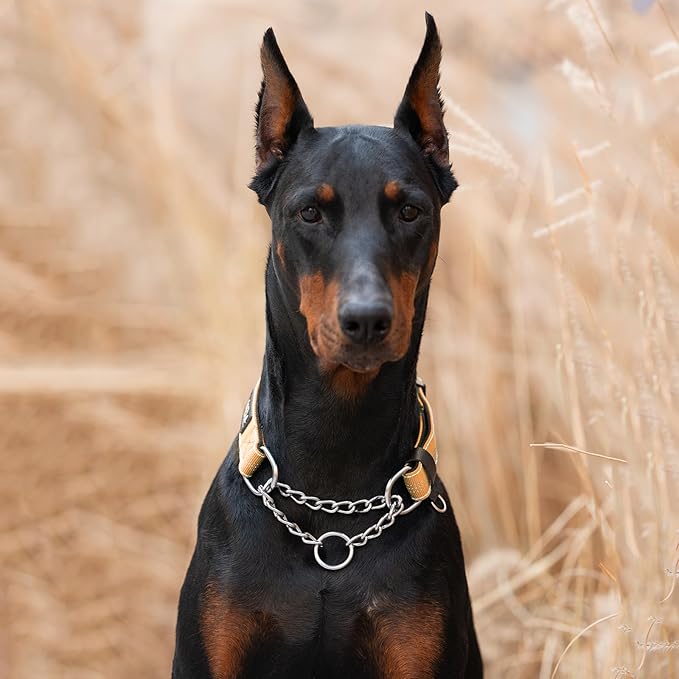 ANDA Martingale Collar for Dogs, Adjustable with Reflective Stainless Steel Chain, No-Pull Escape-Proof Training Collar for Medium and Large Breeds (Orange, Medium)