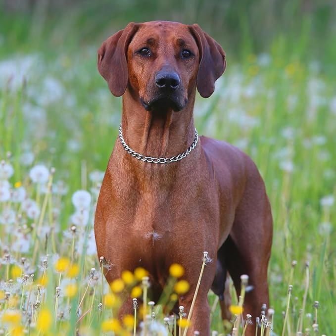 Choke Collar for Dogs, Choker Chain Metal Heavy Duty Chain Collar Dog Collars for XS Small Medium Large Big XL Dogs Girls Boys (Silver, M)