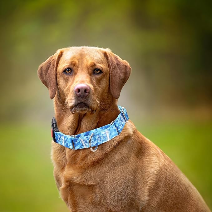 Martingale Collar for Dogs, Blue Dog Collar for Small Medium Large Dogs, Adjustable Safety Buckle Dog Collar, Perfect Boy and Girl Collar for Training, Walking, Hunting (M)