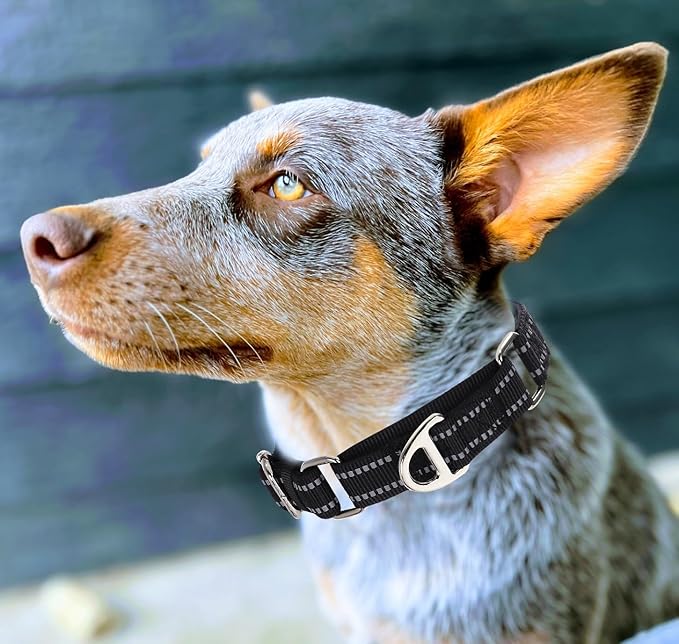 Martingale Dog Collar for Medium Dogs, No Pull Choke Collar with Reflective Nylon - Padded Comfort &- Adjustable Safe Dog Collar No Buckle for Nighttime Walking & Training -Black M