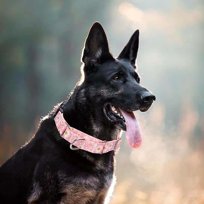 Martingale Collar for Dogs, Pink Dog Collar with Daisy Flowers for Small Medium Large Dogs, Girl Dog Collars with Quick-Release Buckle for Training, Walking, Hunting (L)