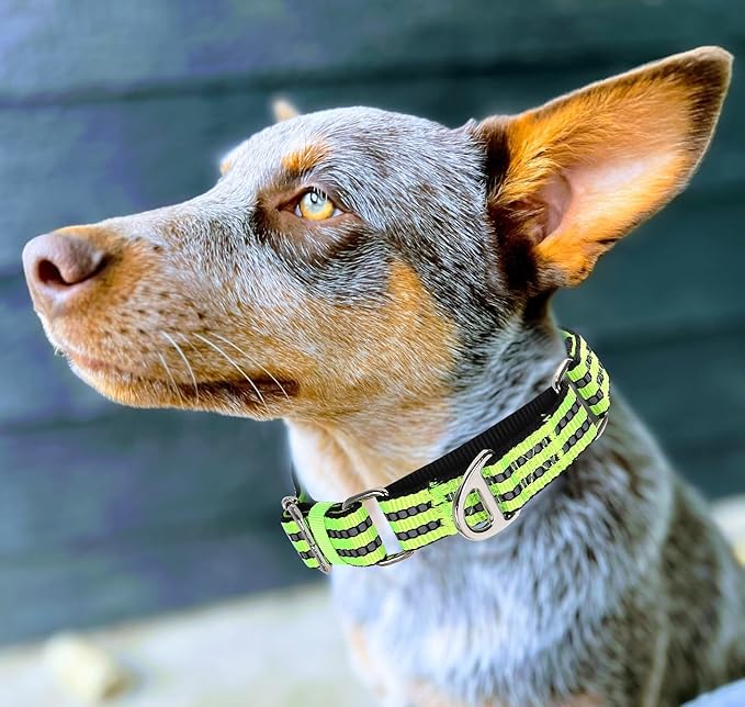 Martingale Collar for Medium Dogs with No Buckle Reflective Nylon No Pull Choke Collar with Padded Comfort for Training, Walking & Overexcited Pulling Control Dogs,Green M