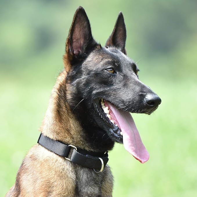 Hyhug Martingale Dog Collar Medium Black |Escape - Proof Heavy Duty Nylon Durable No Slip, Ideal for Training & Daily Walks