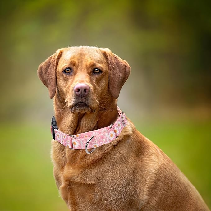 Martingale Collar for Dogs, Pink Dog Collar with Daisy Flowers for Small Medium Large Dogs, Girl Dog Collars with Quick-Release Buckle for Training, Walking, Hunting (S)