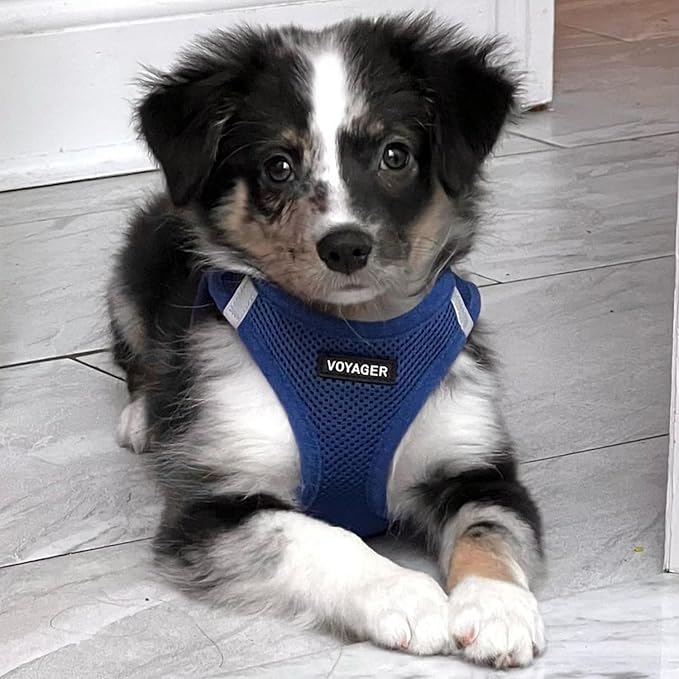 Best Pet Supplies Voyager Step-in Air All Weather Mesh Harness and Reflective Dog 5ft Leash Combo with Neoprene Handle, for Small, Medium and Large Breed Puppies - Set (Royal Blue), X-Small