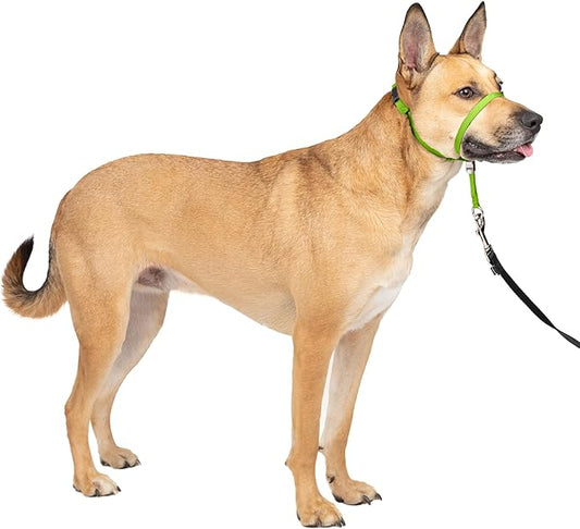 PetSafe Gentle Leader Headcollar No-Pull Dog Collar - Helps Improve Walks - Durable Nylon Construction - Padded Nose Loop - Adjustable Fit - Comfort Walking Halter - Medium, Apple Green