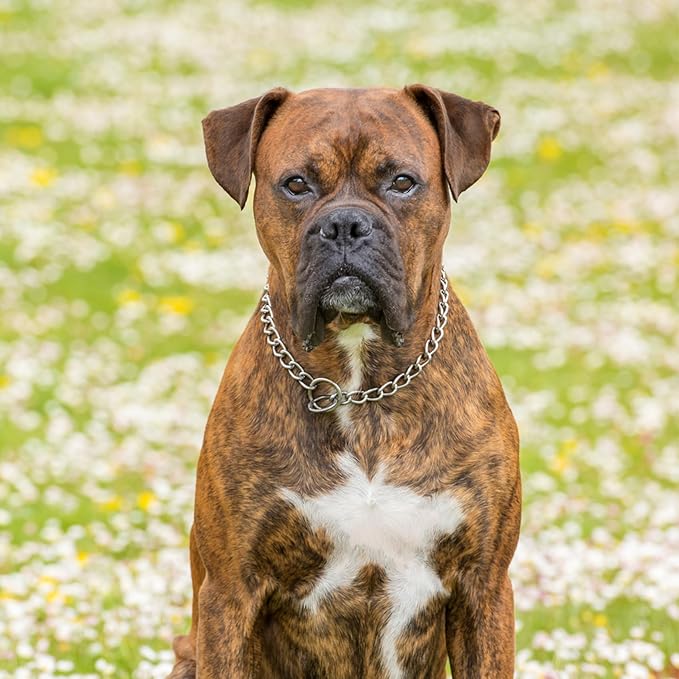 Metal Chain Dog Collar, Slip Link Heavy Duty Dog Collar Training Puppy Collars for XXS XS Small Medium Large Dogs, Silver XS