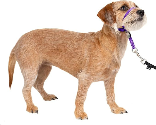 PetSafe Gentle Leader Headcollar No-Pull Dog Collar - Helps Improve Walks - Durable Nylon Construction - Padded Nose Loop - Adjustable Fit - Comfort Walking Halter - Small, Deep Purple