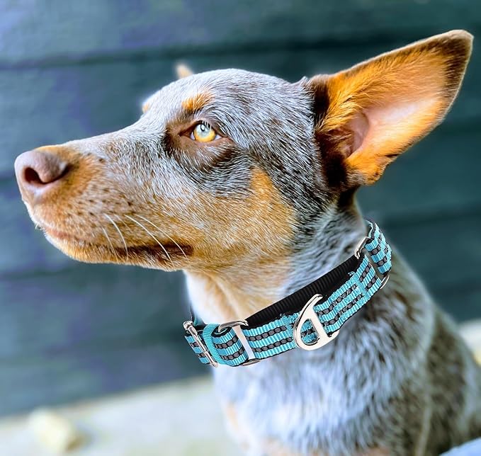 Martingale Dog Collar for Medium Dogs,Reflective Nylon No Pull Choke Collar with Padded Heavy-Duty Metal D-Ring No Buckle for Nighttime Walking & Training -Blue M
