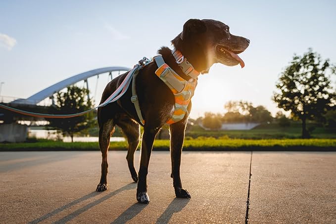 Ruffwear, Front Range Dog Collar, Adjustable Tubelok Webbing, Lightweight, Side Release Buckle, Aluminum V-Ring, Durable for Everyday Use, Blue Pool, 14"-20"