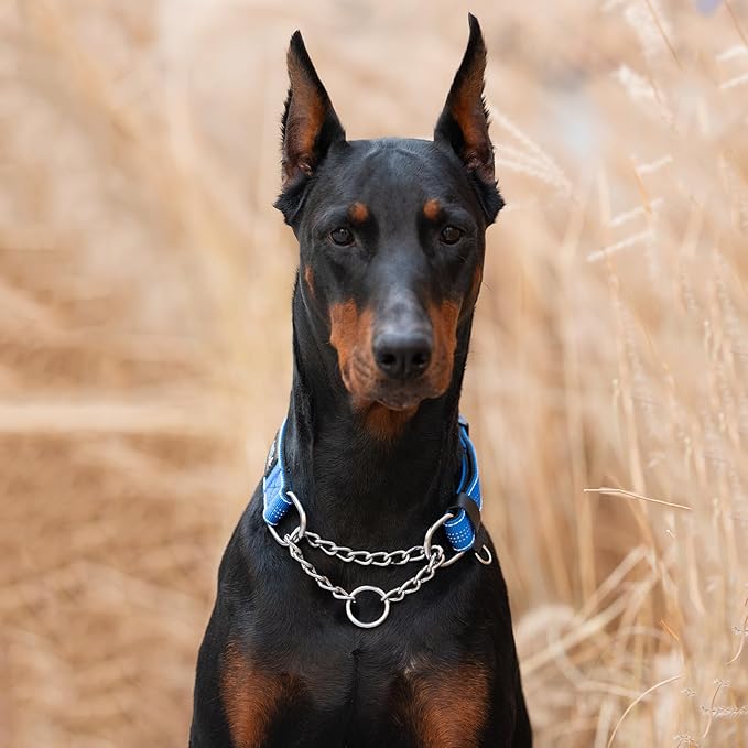 ANDA Martingale Collar for Dogs, Adjustable with Reflective Stainless Steel Chain, No-Pull Escape-Proof Training Collar for Medium and Large Breeds (Blue, Medium)