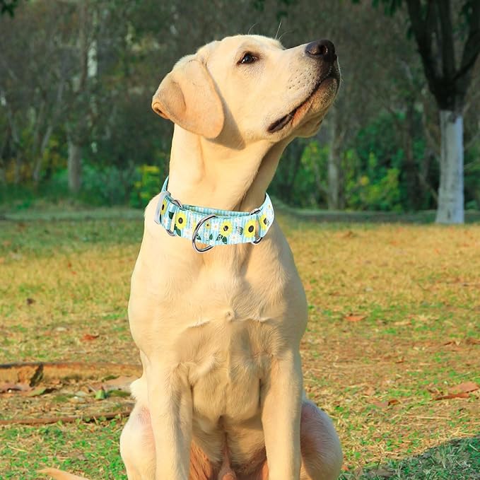 Martingale Dog Collar for Small Dogs，No-Slip Escape Proof Choke No Pull Sunflower Dog Collar for Male and Female Dogs for Walking Running Training -S