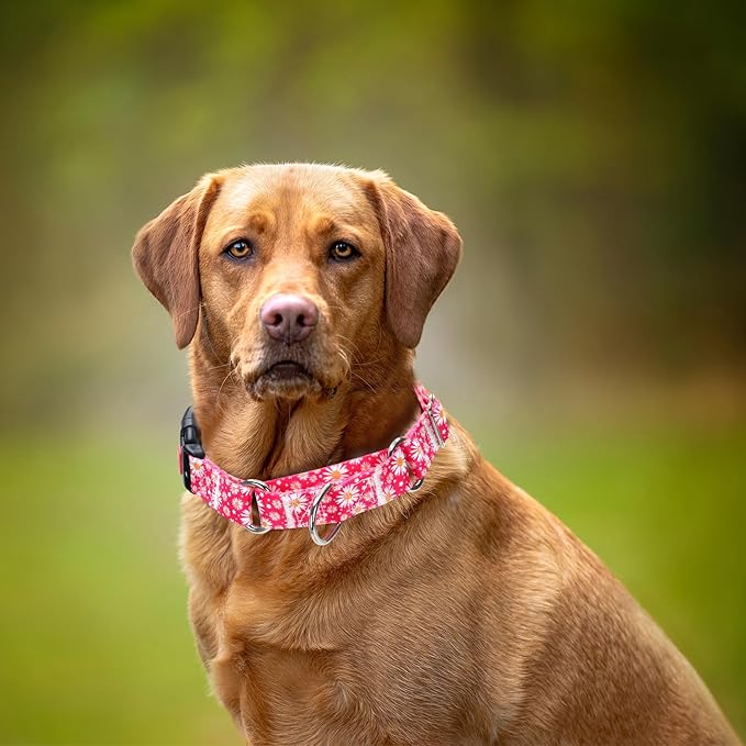 Martingale Collar for Dogs, Rose Daisy Flowers Dog Collar for Small Medium Large Dogs, Adjustable Girl Dog Collars with Quick-Release Buckle for Training, Walking, Hunting (L)